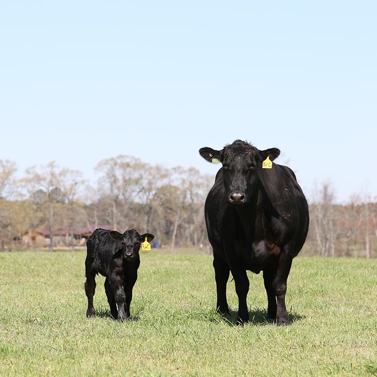 Beef Cattle Production in Georgia